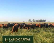 1800 HA, Ganadero-agric-trenque Lauquen