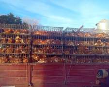 Pollas Recriadas de 16 Semanas a Entregar en Abril 2026