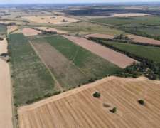 Campo Camino Diego Gaynor