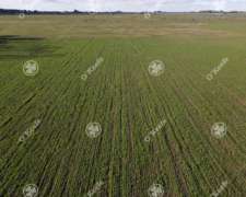 Campo en Venta de 209 Has en la Plata. Ideal Horticultura