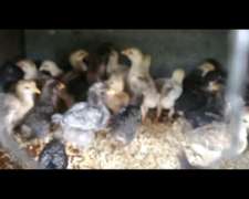 Pollitos BB, Raza Mixta de Campo