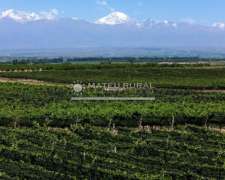209 Has. Finca con Viñedos en Tupungato, Mendoza