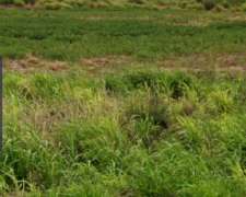 Terrible Oportunidad en Quimili Arriendo Campo