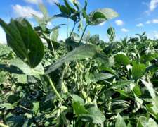 Venta Campo Agrícola. 26 HA. Aurelia, Santa FE