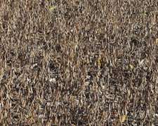 Campo Agrícola, SE Cultiva el 100%