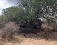 3000 Has. Aptitud Ganadero a Desarrollar en Rumiaco