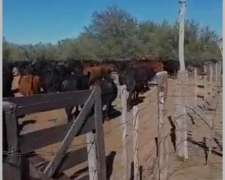 Alquilo Campo Ganadero, Zona Beazley, San Luis