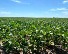 Venta. 75 HA. Maciel, Santa FE. Arrendado en 12 QQ