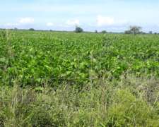 825 Has Agrícolas/ganaderas en Malbran.