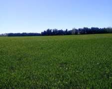 Venta. 80 Hectáreas Agricolas. Capitan Sarmiento.