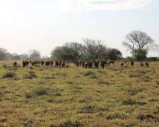 Ctes0028 Venta 7.000 HA. Ganadero Saladas