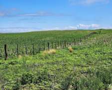 Nueva Escocia, Pedernera, San Luís - 1.840 Ha