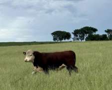 Toros . Excelente Estado para Servicio.