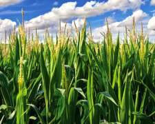 La Banda, Santiago del Estero 4000 Hect Agric