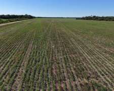 Charata, Chacabuco, Chaco - 100 Ha