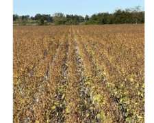 Zárate -47 HA- Buenos Aires