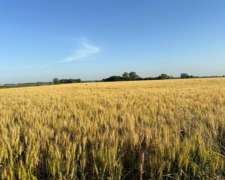 🌾 Campo de 10 Hectáreas en Venta – Suipacha, Buenos Aires