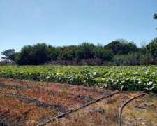 Venta de Campos para Cultivo y Desarrollo