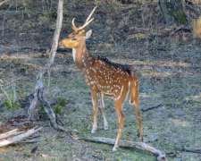 Pcia. De Corrientes - Sauce 500 Ha