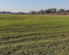 Alquilo Campo 70 Ha Agricolas Gral las Heras