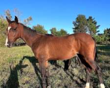 Potro Akhal-teke en Venta - Oportunidad Unica