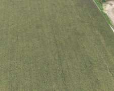 80 Ha Mixtas con 35 Ha Agrícolas. Departamento San Martin.