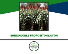 Semilla De Sorgo Olayon