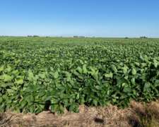 Venta. 98 Has Entre San Genaro/las Rosas (santa Fe).