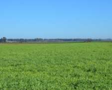 Ba3564 Venta 15 HA. Agricolas Capitan Sarmiento Arrecifes BA