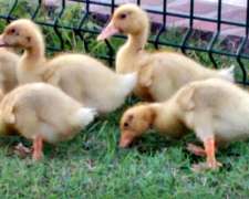 Patos Pekin y Marruecos