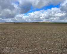 20 Hectáreas Pigue Sobre Ruta, Ideal Proyecto Inmobiliario