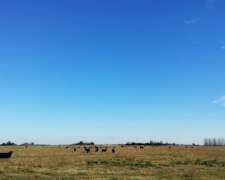 Loma Verde - 83 Ha - Buenos Aires