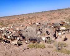 Alquilo Campo para Cultivo o Crianza de Animales