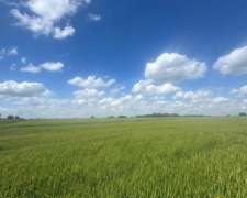 Campo Agrícola 70 Has Baradero