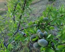 19ha con Almendros,casa, Riego por Goteo.medanos- Villarino