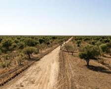 Guanaco Muerto, Cruz Del Eje, Córdoba - 4.500 Ha