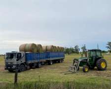 Rollos Puros de Alfalfa