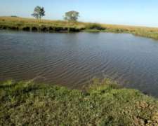 Vendo 357ha Campo Interno Ganadero o para Forestar