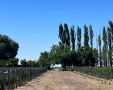 Campo de 25 Ha en Venta – 23 Ha Plantadas - Financia Dueño D