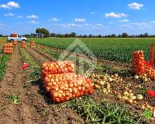 Campo De 26 Ha Bajo Riego En Pampa Blanca Valle De Los Per