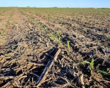 Monte Maíz Campo Apto para Maní