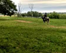 Retasado Oportunidad. Campo Mixto Forestal