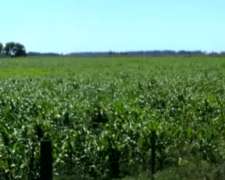 330 Hectáreas Agricola del Valle