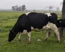 Vendo Excelentes Vaquillonas de Tambo