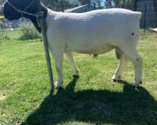 Corderos Dorper Macho Destete
