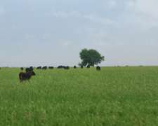 258 Hectareas Campo Mixto