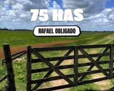 75 Has Ganaderas en Rafael Obligado (rojas Bs.as.)