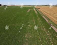 Campo en Venta de 84 Has en Gral. Belgrano. Agricola