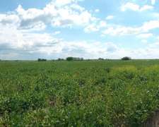 105 Ha Agrícolas. muy Buen Campo. Nogoyá