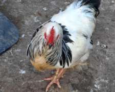 Gallos de Puros de Raza